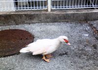 鳥堀のアヒルちゃん♪