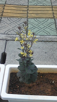 スタッフ募集中