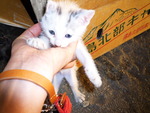 こま子がおかあさんとであったときのこと。
