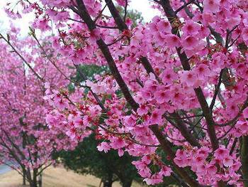 日本一早い桜