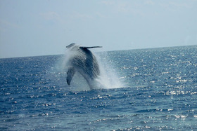 小笠原諸島