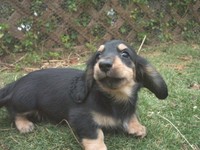 最小の子犬