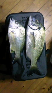 ５０up会チヌダービー速報⑦ 2012/03/11 21:03:45