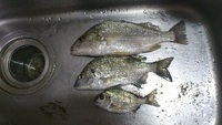 の～んびりな釣り♪ 2012/03/27 19:46:10