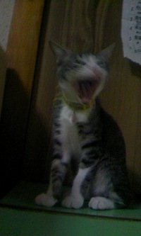 口裂け…!? 2008/07/26 19:48:45