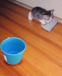 ネコにゃんず＾＾； 2008/06/21 00:10:02