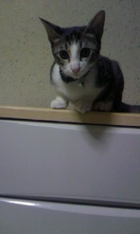 暑さに負けないにゃあ! 2008/08/20 15:45:55