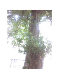 がじゅまるの木からヤシの木が生えてます？ 2008/08/31 04:16:14
