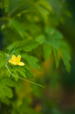 ごーやーの花