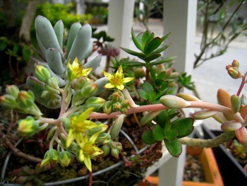花・花・花