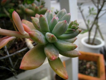 花・花・花