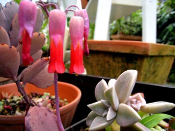 花・花・花