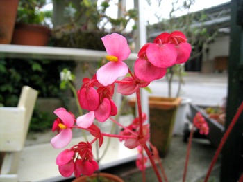 花・花・花