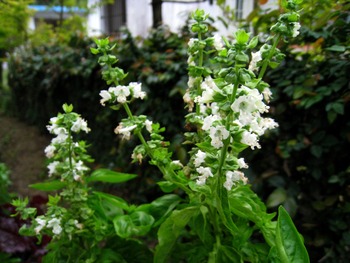 花・花・花
