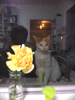 ご近所猫倶楽部