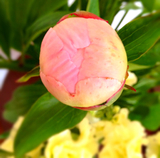 芍薬
