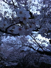 代々木公園の桜 2012/04/07 22:24:35