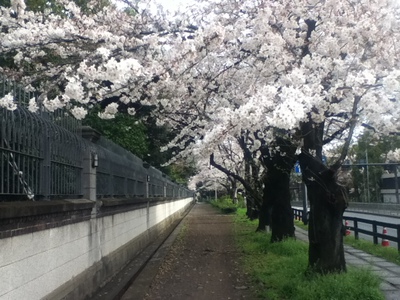 半蔵門の桜並木