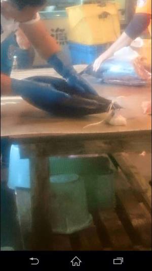 糸満漁港水揚げ・セリ 糸満漁港水揚げ・セリ