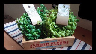 ★ダイソー、フェイクgreen.:*:・°☆ ★ダイソー、フェイクgreen.:*:・°☆