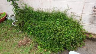 ★Mixへ、納品.:*:・°☆ ★Mixへ、納品.:*:・°☆