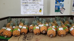 沖縄に来ております19〜野菜ソムリエもね 沖縄に来ております19〜野菜ソムリエもね
