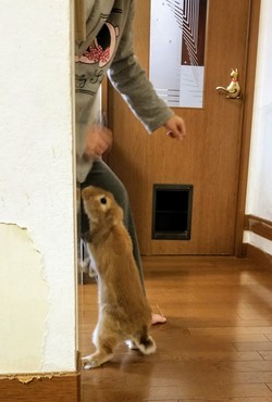 飢えたうさぎVS姪 飢えたうさぎVS姪
