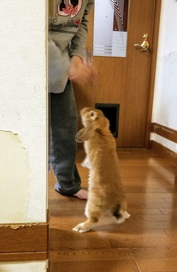 飢えたうさぎVS姪 飢えたうさぎVS姪