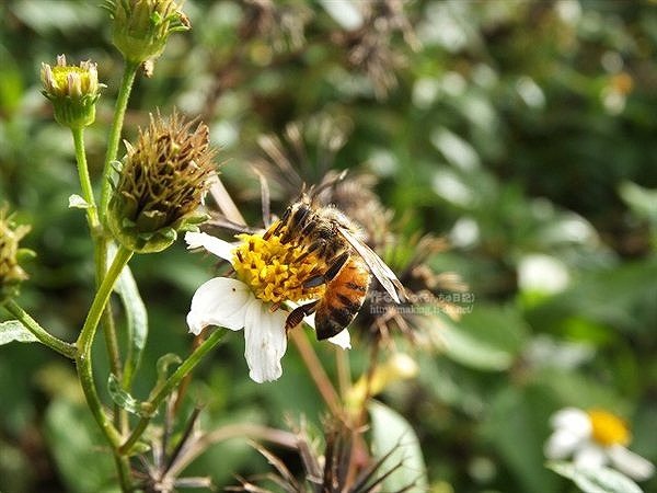 花の蜜と花粉を集めているミツバチ君