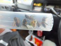 捕獲したミツバチ