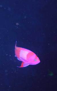 浪人