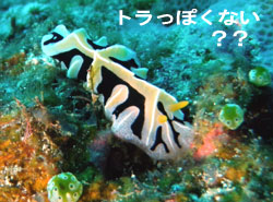 冬の伊良部♪