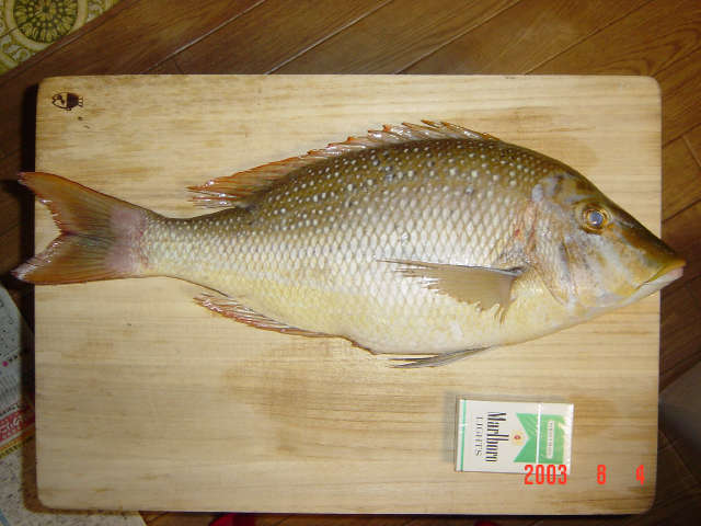 大宜味村塩屋