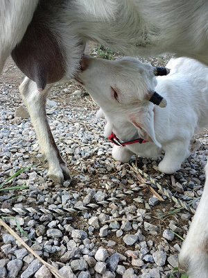 草を食べる子やぎ