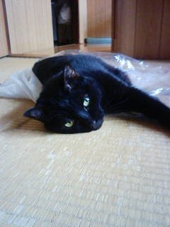 愛しいクロ