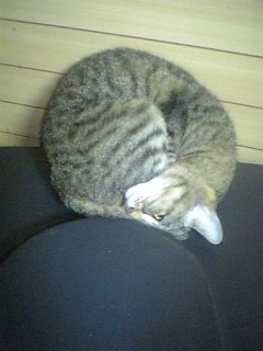 かたつむり猫
