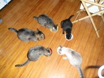 こまねこ22％