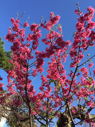 【濃いピンクと青空のコントラストが沖縄流】今年の桜も見納めです@与儀公園