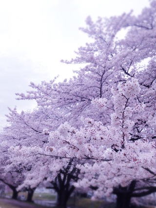sakura sakura