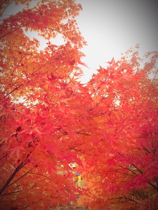 紅葉を見に 紅葉を見に