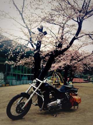 sakura sakura