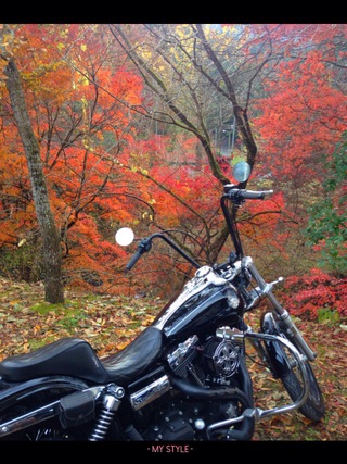 紅葉を見に 紅葉を見に