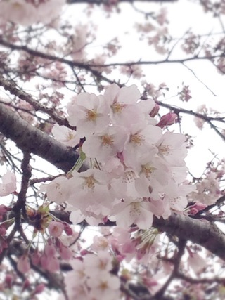 sakura sakura