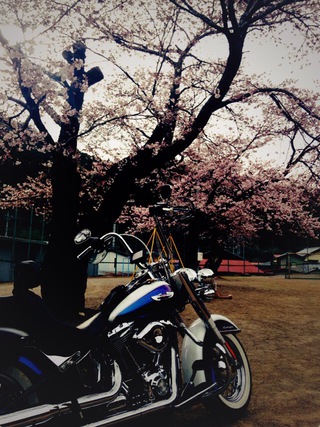sakura sakura