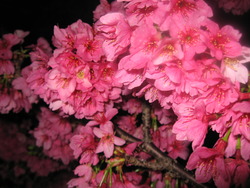 ★ 夜桜 ★