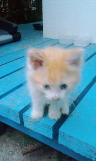 みぃつけた(^∀^)ノ 2011/05/20 20:12:08