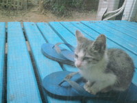 うわっ♪子猫ちゃん 2011/10/27 08:55:17