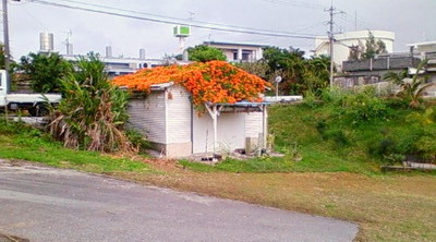 散歩は楽し