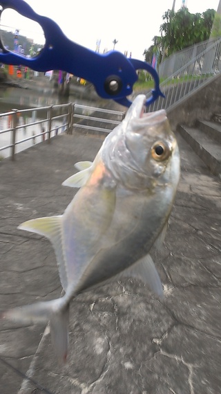 早起きは3匹のメッキ