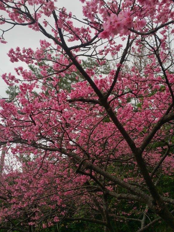 明日から桜まつり 明日から桜まつり